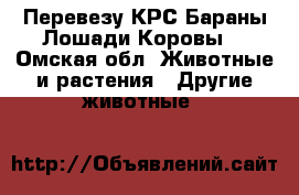 Перевезу КРС Бараны Лошади Коровы  - Омская обл. Животные и растения » Другие животные   